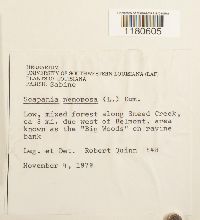 Scapania nemorea image