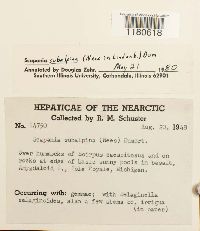 Scapania subalpina image