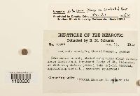 Scapania subalpina image