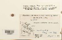 Scapania subalpina image