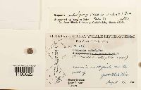 Scapania subalpina image