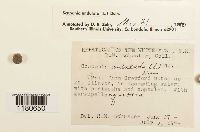 Scapania undulata image