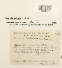 Scapania undulata image