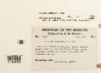 Scapania undulata image