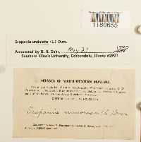 Scapania undulata image