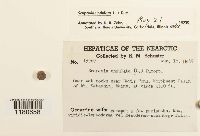 Scapania undulata image