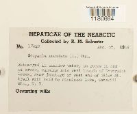 Scapania undulata image