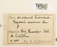 Scapania nemorea image