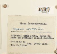 Scapania nemorea image