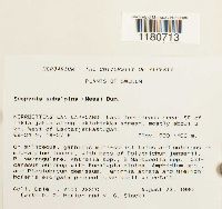 Scapania subalpina image