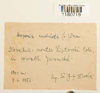 Scapania undulata image