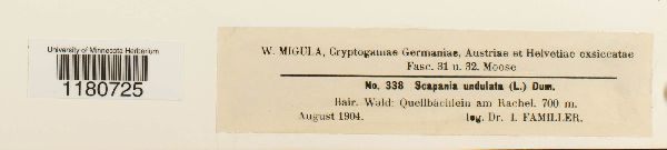 Scapania undulata image