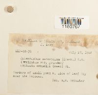 Sphenolobus minutus image