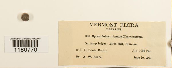 Sphenolobus minutus image