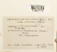 Sphenolobus minutus image