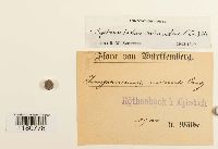 Sphenolobus minutus image