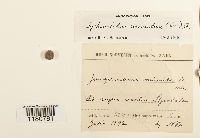 Sphenolobus minutus image