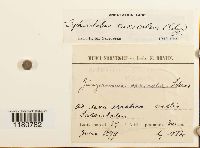 Media resource of Anastrophyllum saxicola