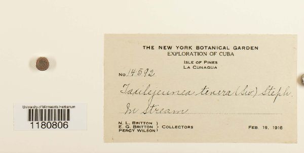 Taxilejeunea tenera image