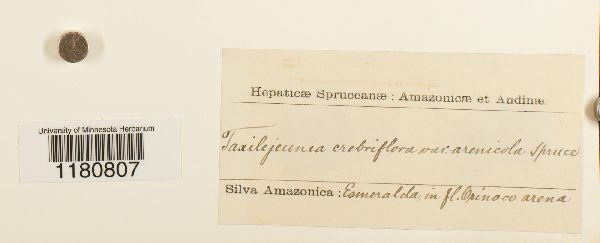 Taxilejeunea lusoria image