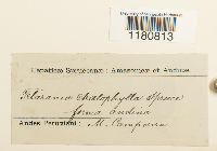 Image Associated With the Occurrence