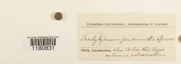 Xylolejeunea crenata image