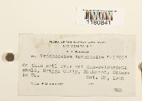 Trichocolea tomentella image