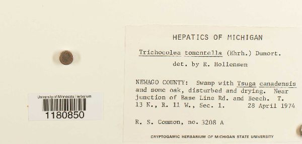 Trichocolea tomentella image