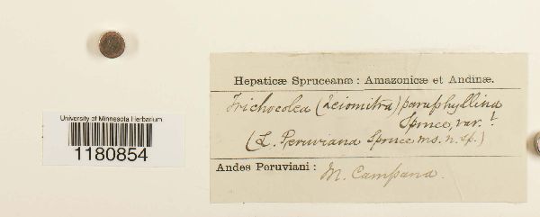 Trichocolea paraphyllina image