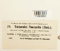 Trichocolea tomentella image