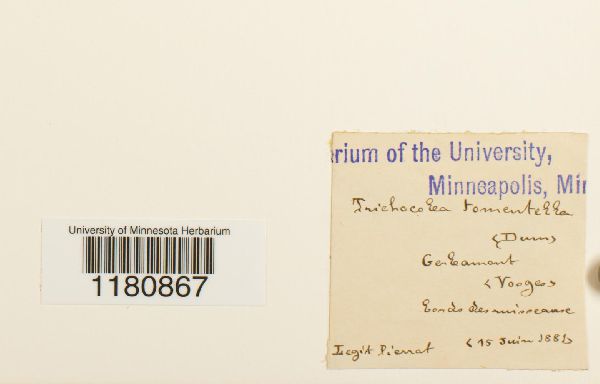 Trichocoleaceae image