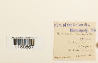 Trichocolea tomentella image