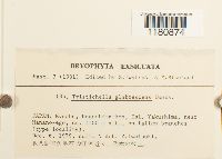 Image of Tristichella glabrescens