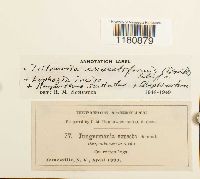 Tritomaria exsectiformis image