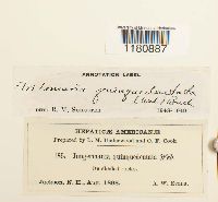 Tritomaria quinquedentata image