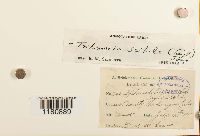 Tritomaria scitula image