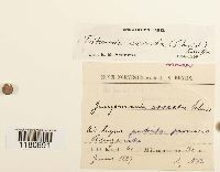 Tritomaria exsecta image