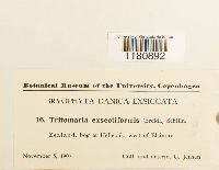 Tritomaria exsectiformis image