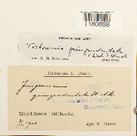 Tritomaria quinquedentata image