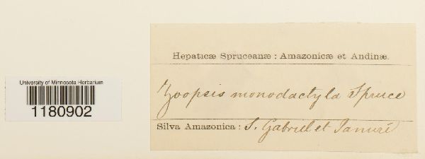 Monodactylopsis monodactyla image