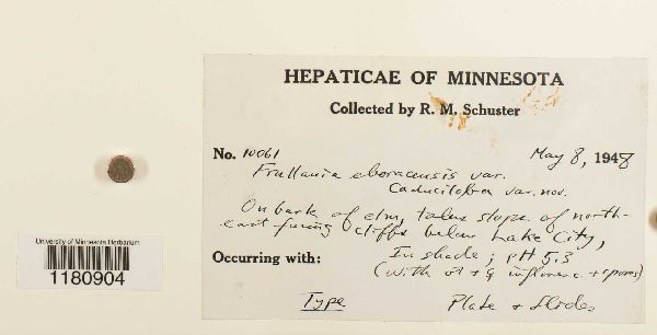 Frullania eboracensis var. caduciloba image