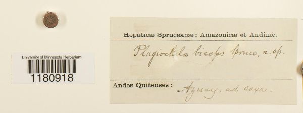 Plagiochila bifaria image