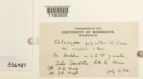 Chiloscyphus polyanthos image