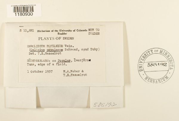 Phaeocalicium populneum image