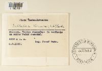 Schljakovia kunzeana image