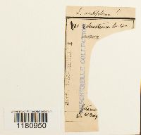 Image Associated With the Occurrence