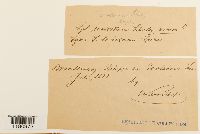 Sphagnum contortum image