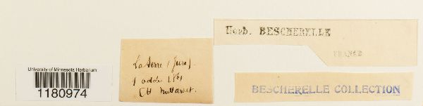 Sphagnum contortum image