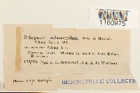 Sphagnum contortum image