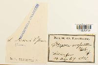 Sphagnum majus image